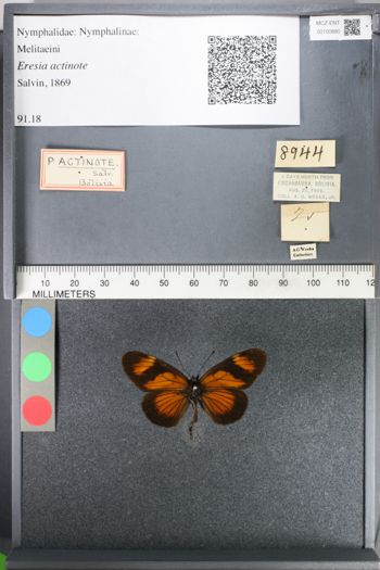 Media type: image;   Entomology 100880